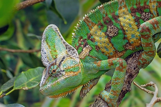 Barvy a maskování v přírodě: Umění mimikry