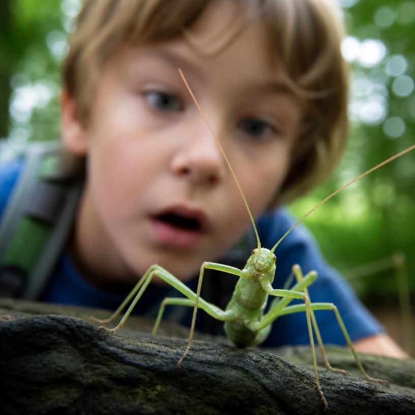 Nejpodivnější hmyz: Z pohledu dětství